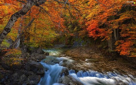 Rapid Autumn Stones River Stream Forest For Phone Wallpapers