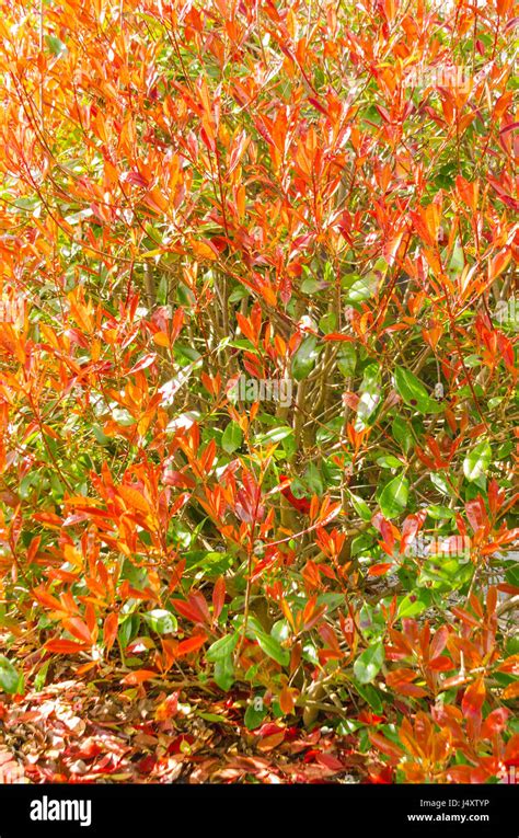 Red Robin Photinia Evergreen Shrub With Strikingly Bright Red New