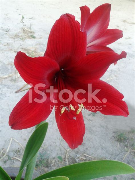 Flower Star Lily Stock Photo Royalty Free Freeimages