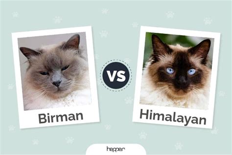 Birman Cat Vs Himalayan Cat Pictures Differences And What To Choose