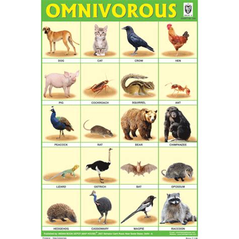 Omnivorous Animals Chart Size 12x18 Inchs 300gsm Artcard
