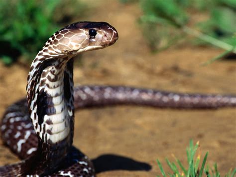 Indian Cobra Archies Info