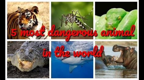 Top 5 Dangerous Animals In The World Freck Kids Youtube