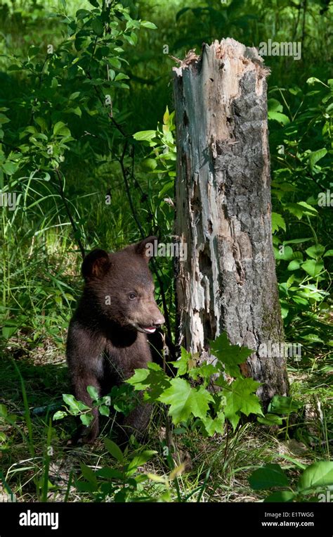 American Black Bear Cub Standing Near Rotted Tree Stump Ursus