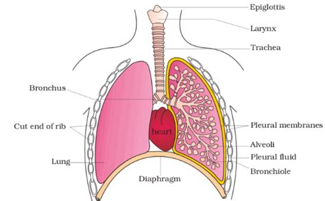 Respiration in Humans and Plants Class 10 Notes | EduRev