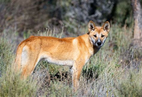 Dingoes A Native Species So Need Protecting News