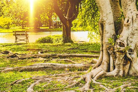 Sunlight In A Park In City Spring Meadow With Big Tree With Fresh