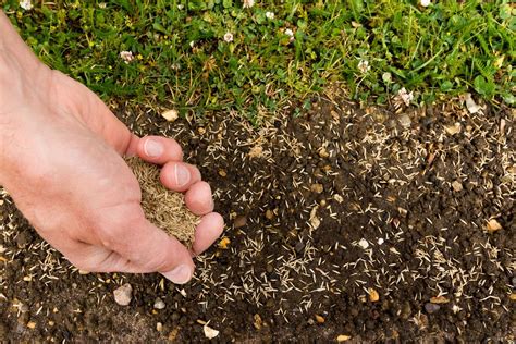 Rasen nachsäen, um kahle stellen wieder aufzufüllen: Rasen säen: Zeitpunkt & richtiges Vorgehen - Plantura