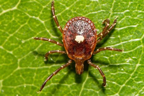 This Tick Can Make You Allergic To Red Meat Animals Around The Globe