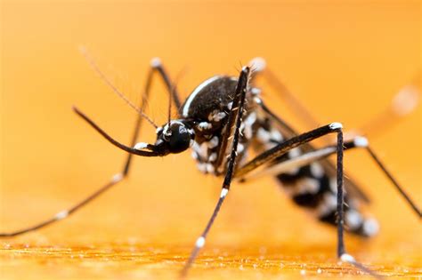 What You Need To Know About Mosquitoes Mosquitonix South Florida