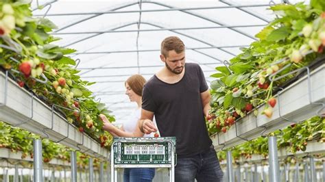 Erdbeeren Anbau In Pflanzrinnen Erleichtert Ernte Gabot De