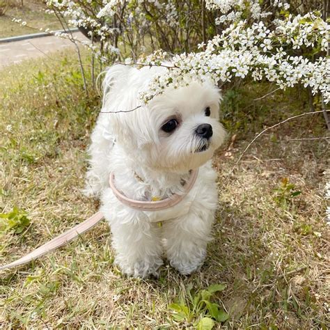 Bronx zoo free shipping coupons. Maltese Puppies For Sale | The Bronx, NY #329123 | Petzlover