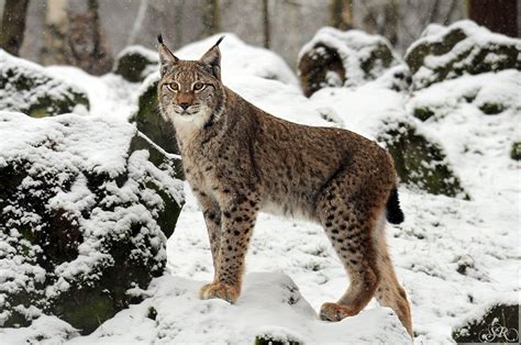 Metazoa Etcetera The Eurasian Lynx Lynx Lynx Is A