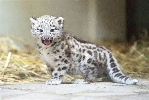 Facts About Baby Snow Leopard Snow Leopard Cubs Cute Baby Animals