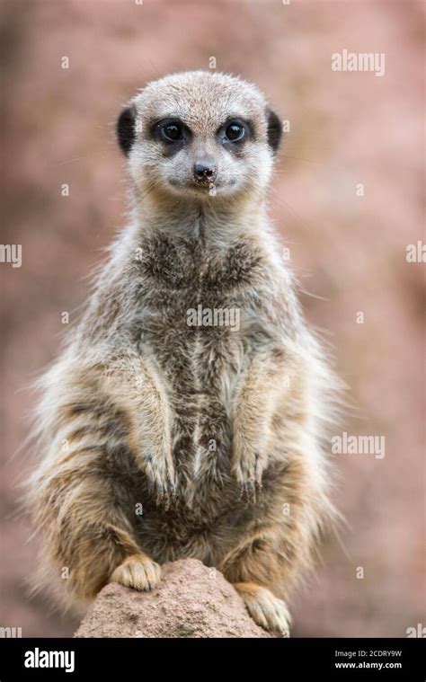 Portraits Of Meerkats Hi Res Stock Photography And Images Alamy
