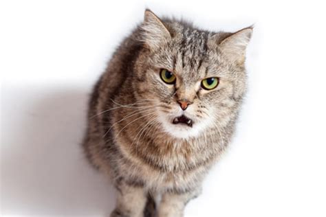 Lets Talk Cat Growling — Why Does Your Cat Growl And How Should You