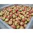 Honey Crisp Apples — Mountain Fresh Orchards