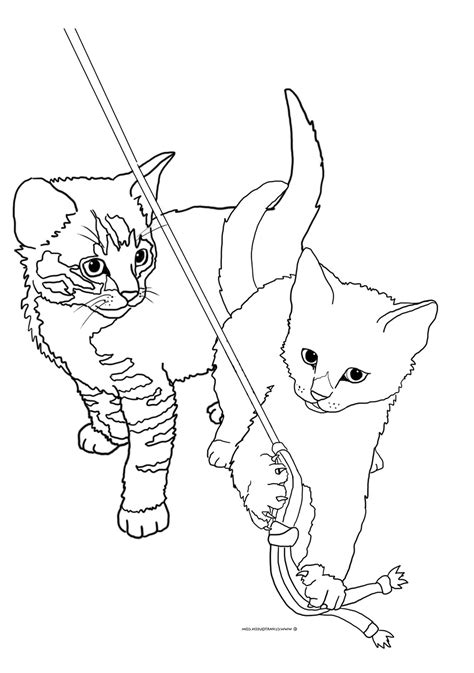 Realistic Kitten Cat Coloring Pages Draw Nexus