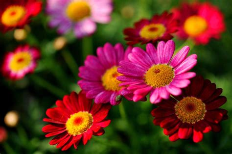 Wallpaper Pretty Flowers Images Worlds Top 100 Beautiful Flowers