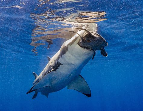 Shark Feeds On A Turtle Incredible Underwater Photographs Pictures