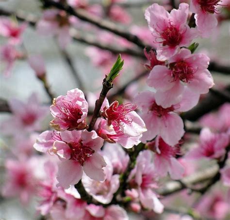 Peach Blossoms Scapes Peach Blossoms Delaware Usa Flowers