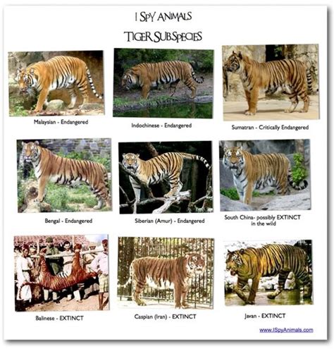 9 Tiger Subspecies All In One Picture Other Animals Pinterest
