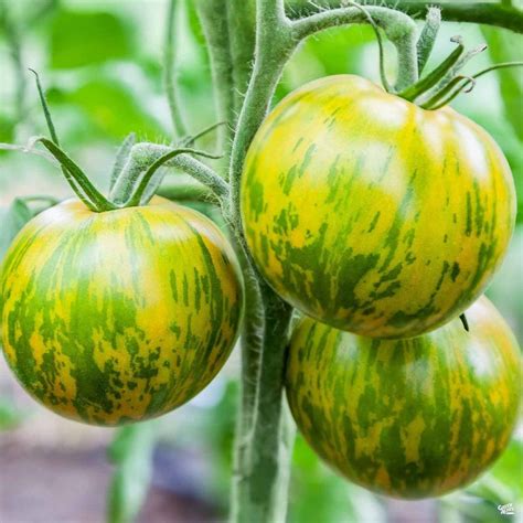 Tomato Green Zebra Green Zebra Tomato Tomato Seeds Tomato