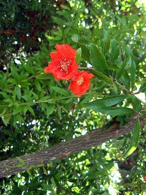 Plantfiles Pictures Punica Species Granate Apple Pomegranate Punica