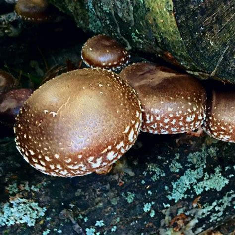 15 Best Mushrooms To Grow At Home Mushroom Appreciation