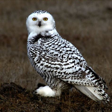 Everything You Wanted To Know About The Snowy Owl Pethelpful