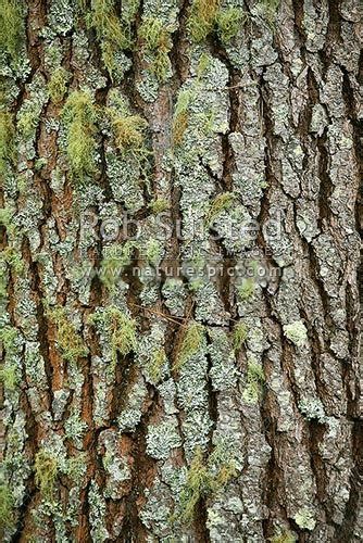 Pine Tree Bark Textures In Pinus Radiata Plantation Forest Rotorua