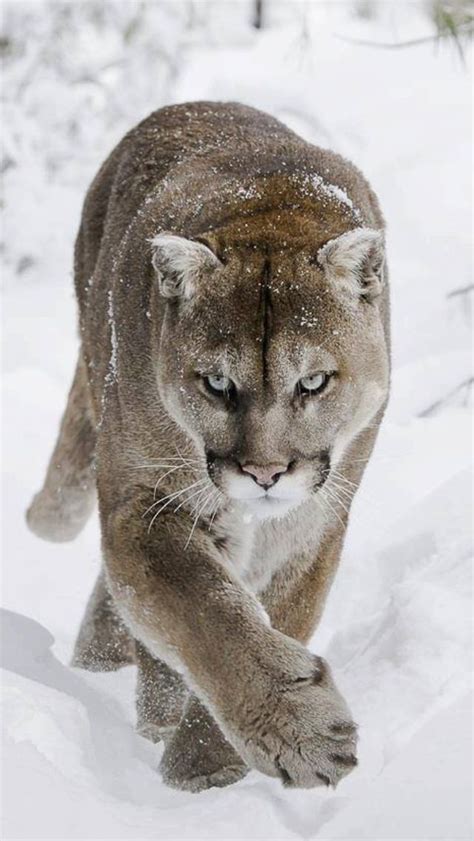 The Cougar Or Mountain Lion Or Puma Is The Largest Of The Small Cats