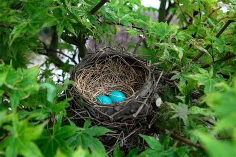Teach Kids How To Make Their Very Own Bird Nest With This Stem And