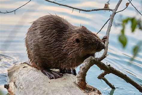Natural England Greenlights Beaver Release To Boost Biodiversity