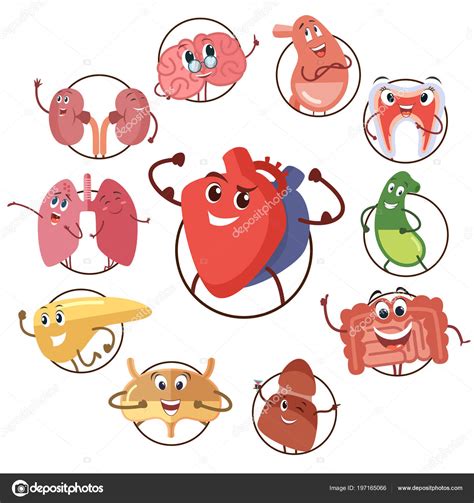 Diese klassenarbeit deckt ausschließlich das thema innere organe ab. Lustige medizinische Ikonen der Organe, des Herzens, der ...