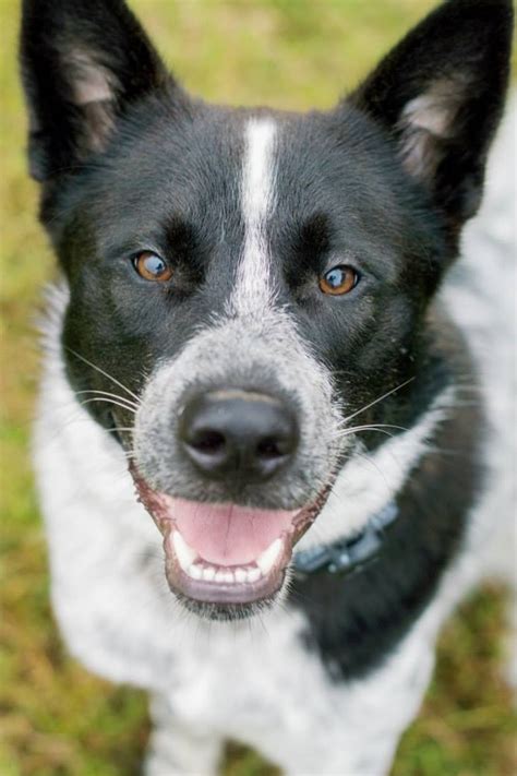 All colours should be strong, clear and rich. Focus: Jesse the Lab Mix & Jake the Husky/Aussie Mix ...