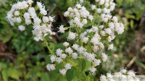 A Complete Guide To White Snakeroot What You Need To Know Growit