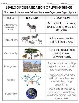 Ecology Levels Of Organization Sort Organism To Biosphere Cut And Paste