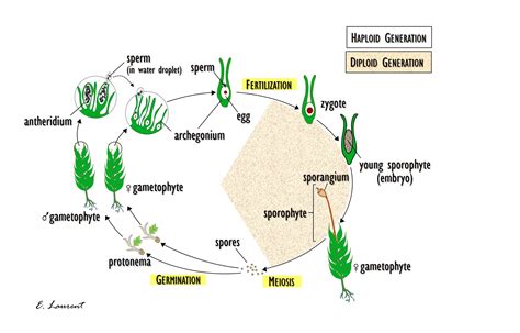 Moss Life Cycle Oer Commons