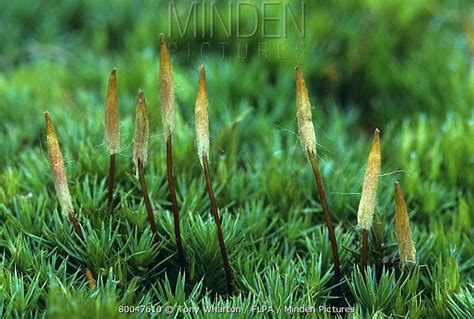 Juniper Polytrichum Moss Stock Photo Minden Pictures