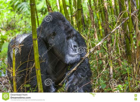 Guhonda The Largest Silverback Gorilla In Rwanda Stock Photo Image Of