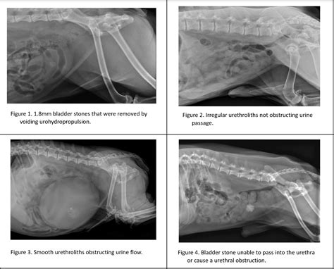 Managing Dogs With Asymptomatic Calcium Oxalate Caox Bladder Or