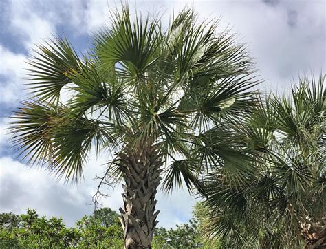 Palmetto Trees Part Of South Carolina History And Draw New Arrivals