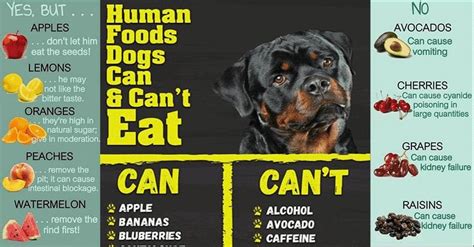 How much food does a rottweiler need? 30 Human Foods Dogs Can And Can't Eat - Rottweiler Life