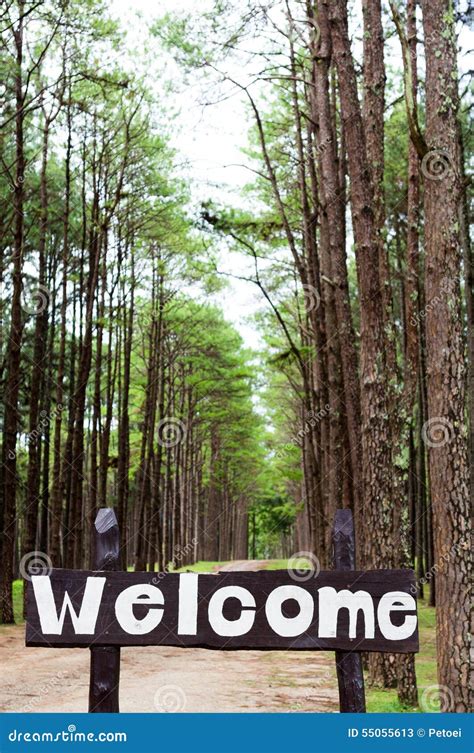 Welcome Sign In Pine Tree Forest Stock Image Image Of Green Path