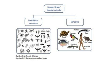 Mengenal Kelompok Hewan Avertebrata Dan Vertebrata Dilengkapi Dengan