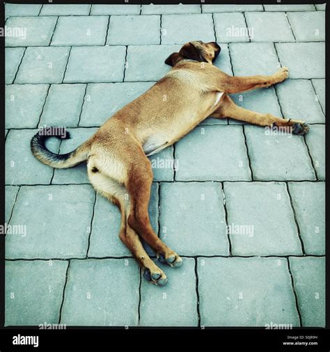 Turkish Dog Chilling Stock Photo Alamy