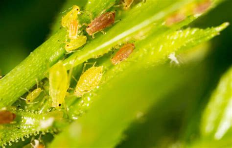 Um die schädlinge wirksam zu bekämpfen, ist der griff zum chemischen insektizid im hausgarten verpönt. Blattläuse bekämpfen - Was tun? | 10 effektive Hausmittel ...