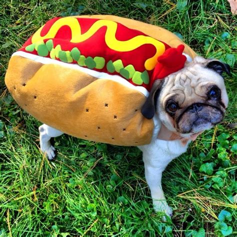 27 Insanely Clever Halloween Costumes For Your Dog Pug Halloween