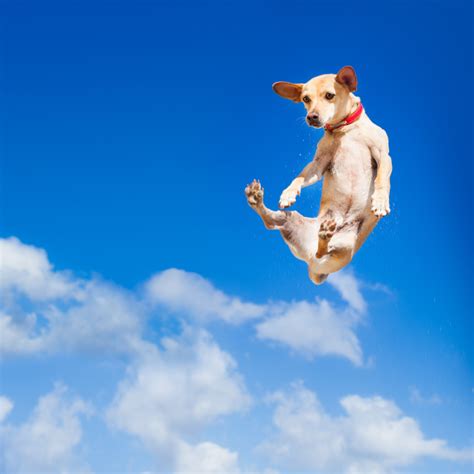 What are your experiences with flying with a dog. Dogs taught how to fly a plane - Travel Weekly